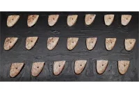 Elvian Swordsmen Shield (20 Shields)