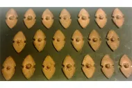 Lionian Infantry Shields ( 20 Shields)