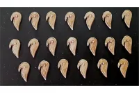 Wovian Cavalry Shield #1 (20 Shields)